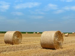 Straw bales