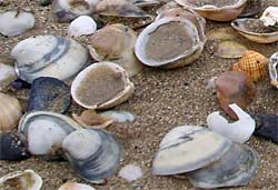 Seashells