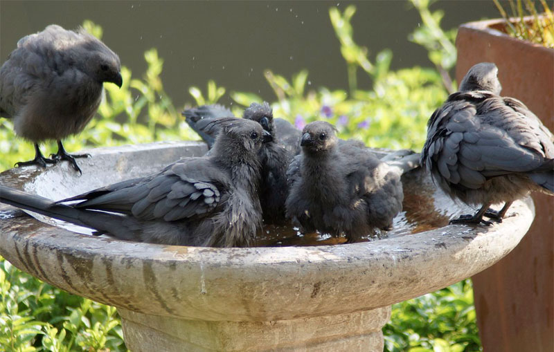 Birds in a meeting