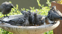 Birds in a meeting